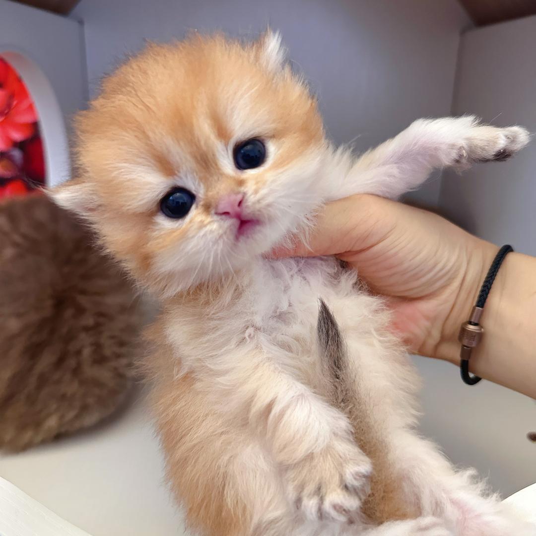 沐雪·CATS（家庭猫舍）