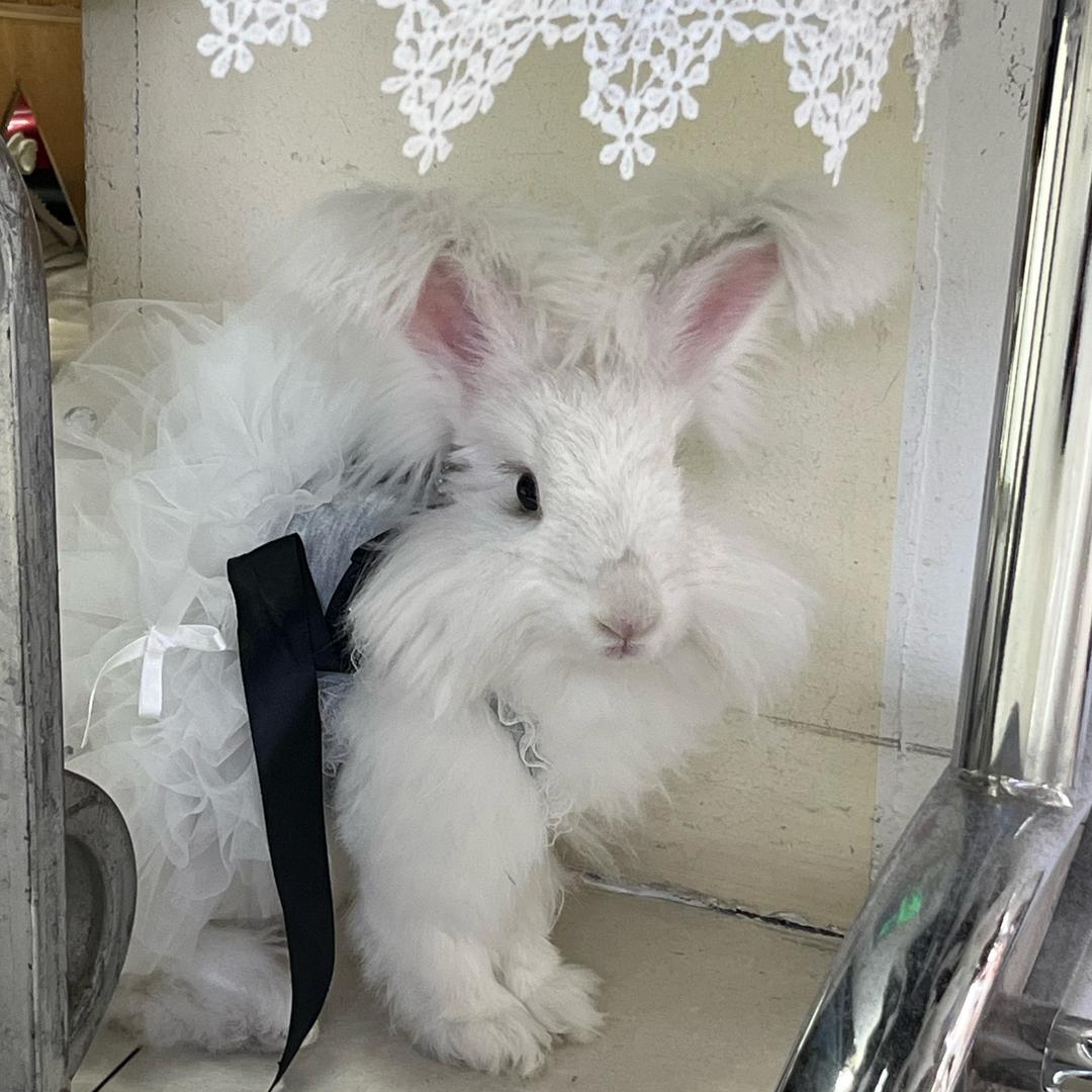 ʚ不爱洗澡的安安ɞ