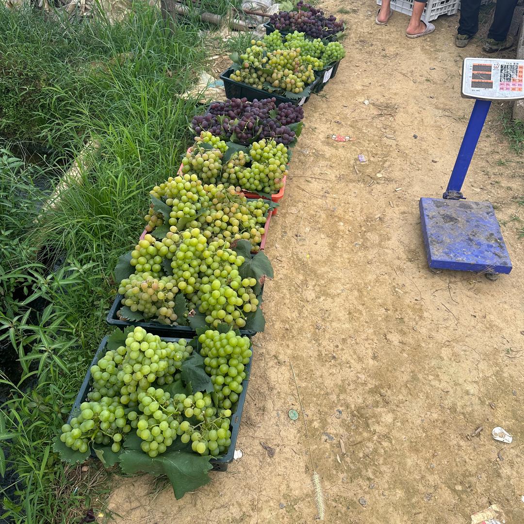 万年县道山村葡萄🍇直销