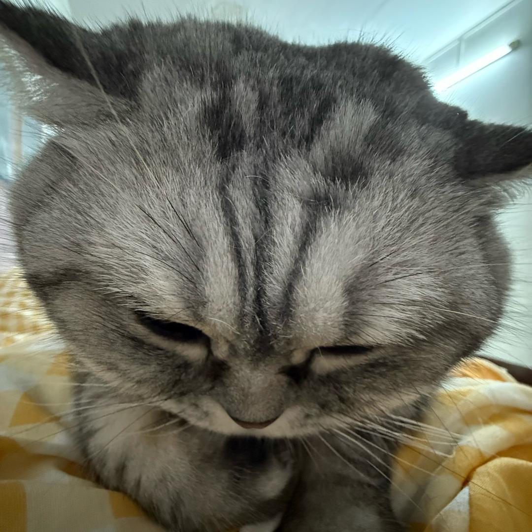 辣辣想喝奶茶