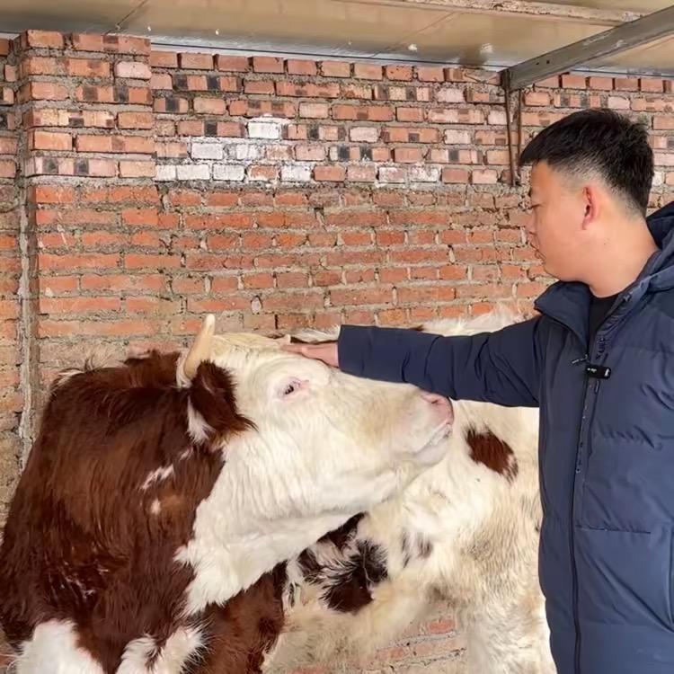养牛人赵子龙