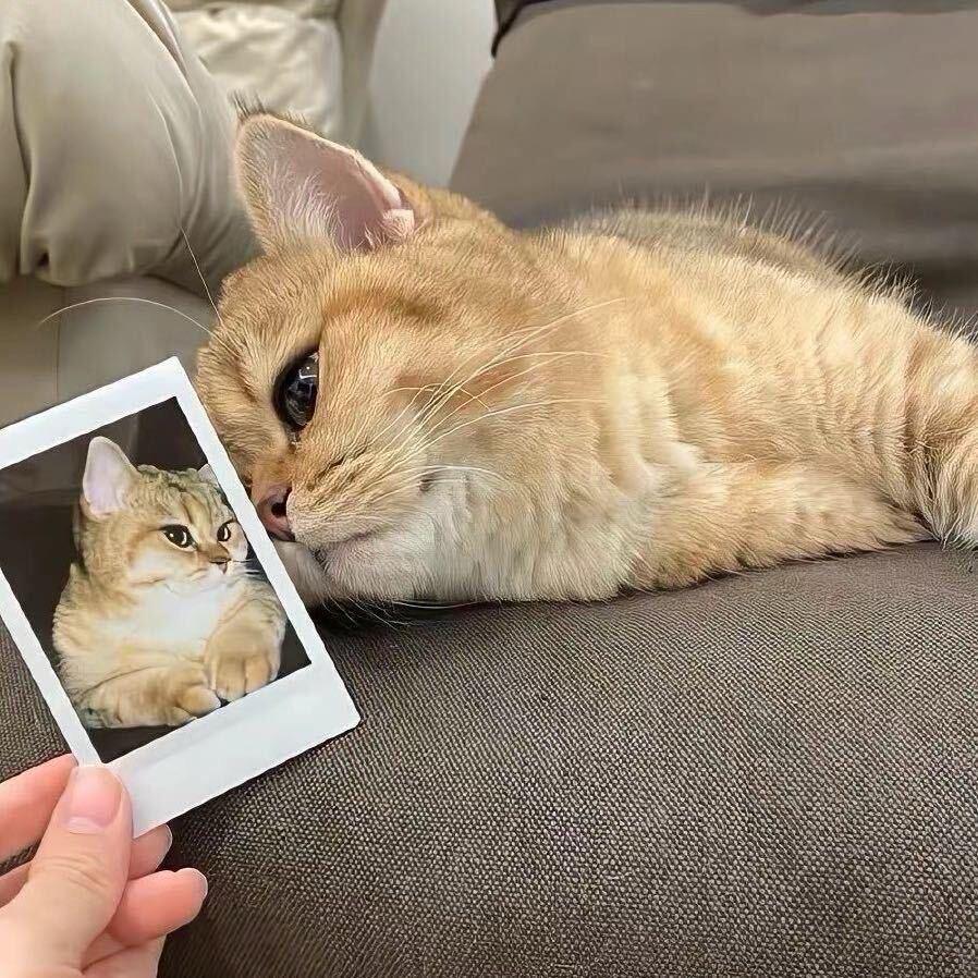 𝙔𝙚𝙨𝙨