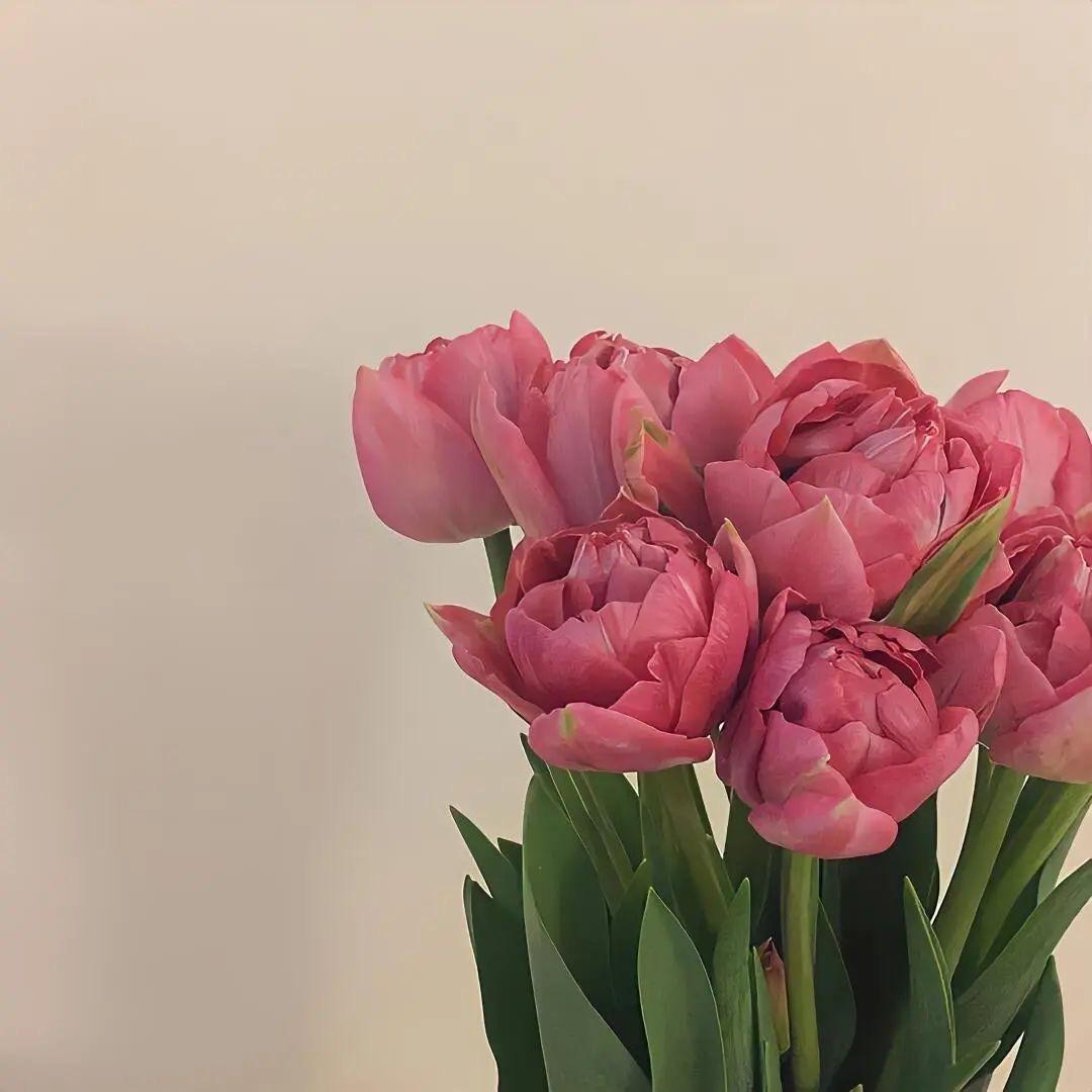 小文爱吃香菜🥬