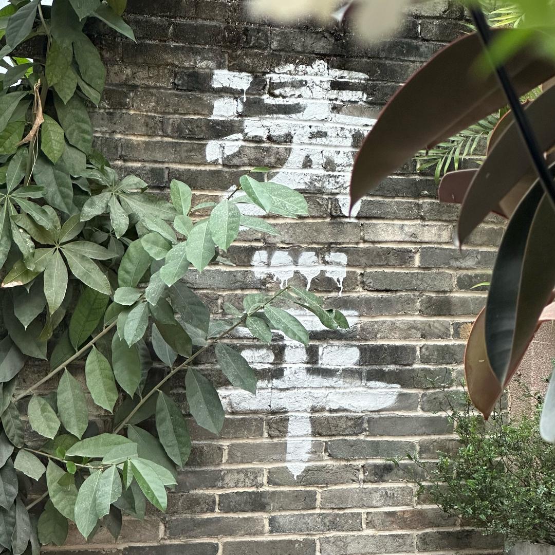 七七吖🌱