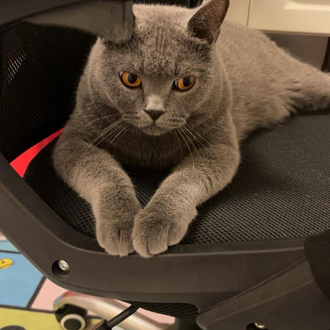 李大咪和张黑蛋