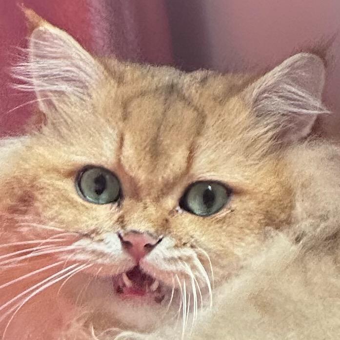 🐾 潦草男明星🐾