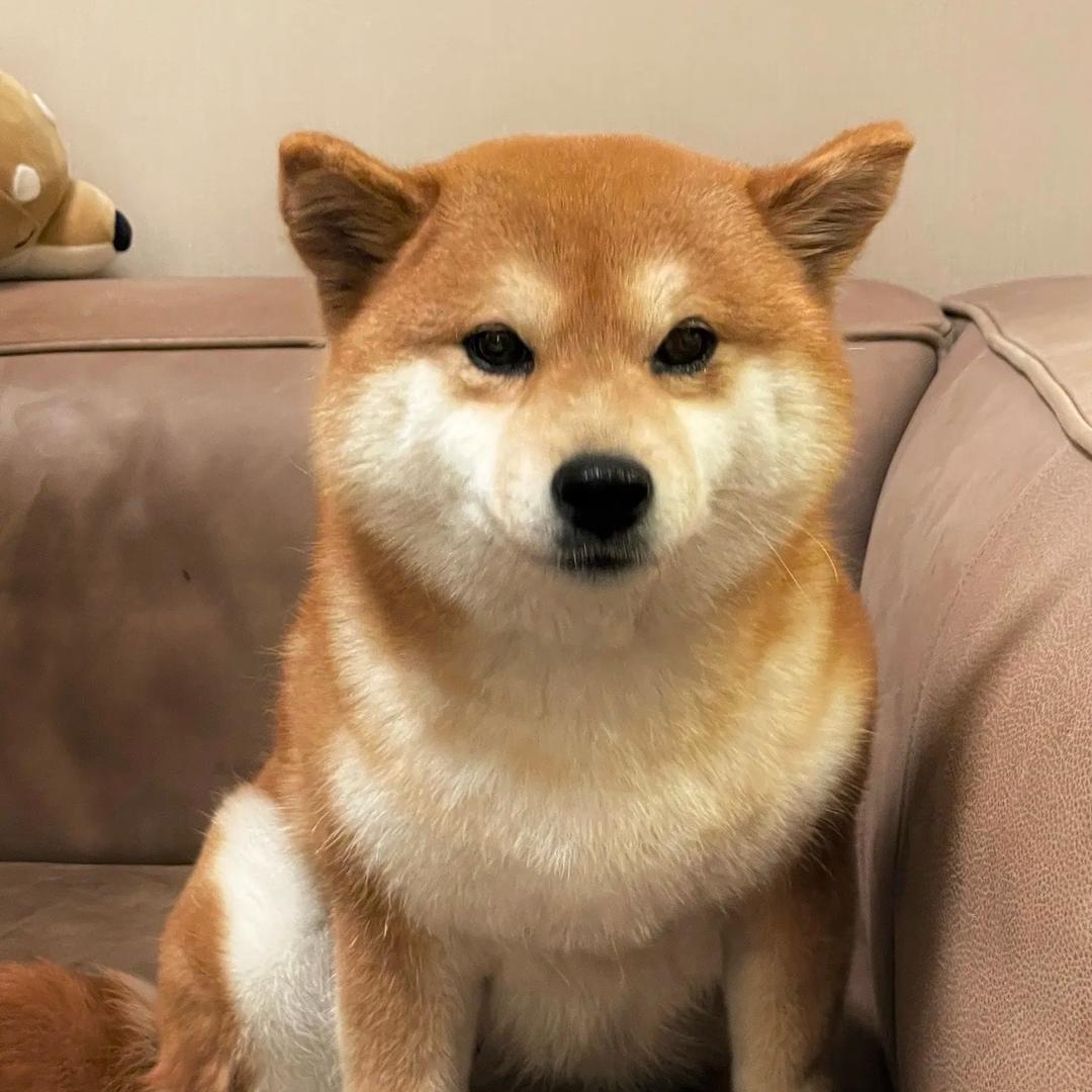 小D家的柴犬【雷梦宠物】