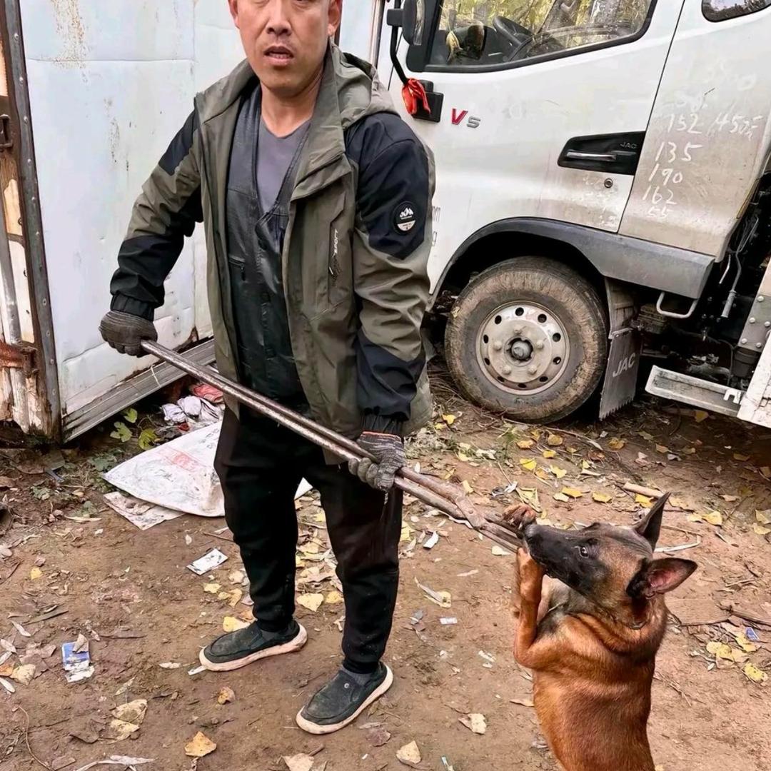 AAA、法国套狗邢师傅（专业20年）