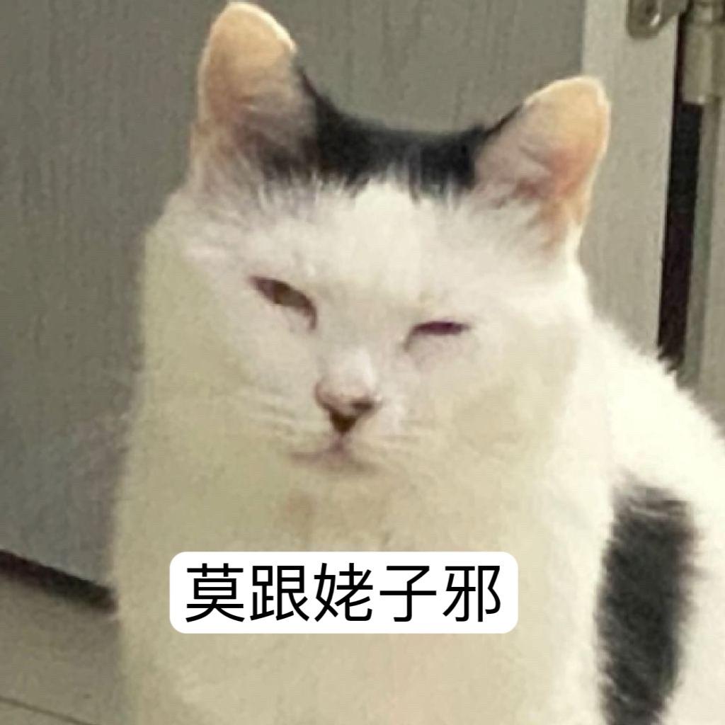 拍猫经理