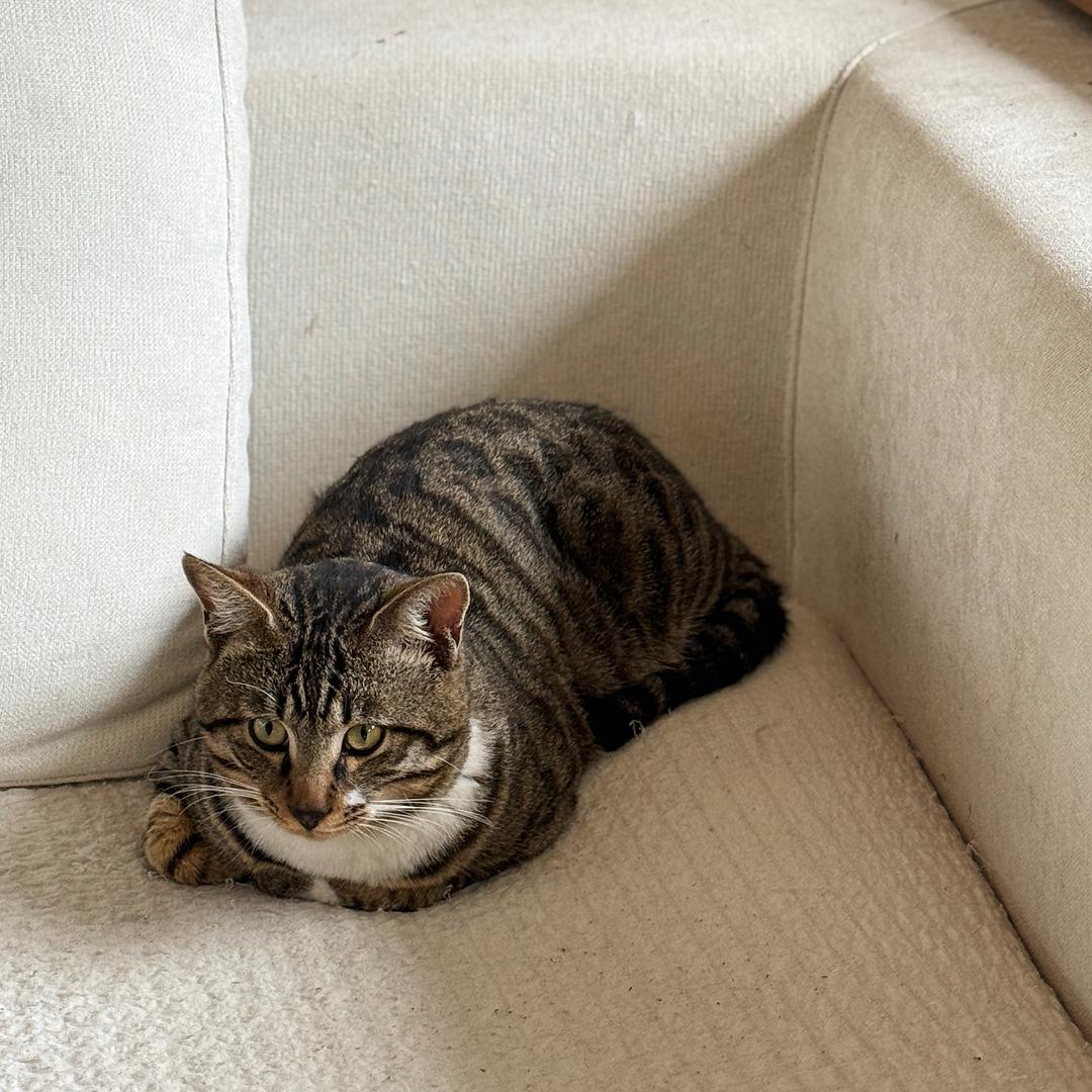 流浪小猫