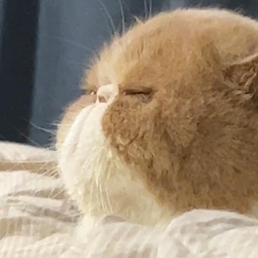 爱吃的加菲猫