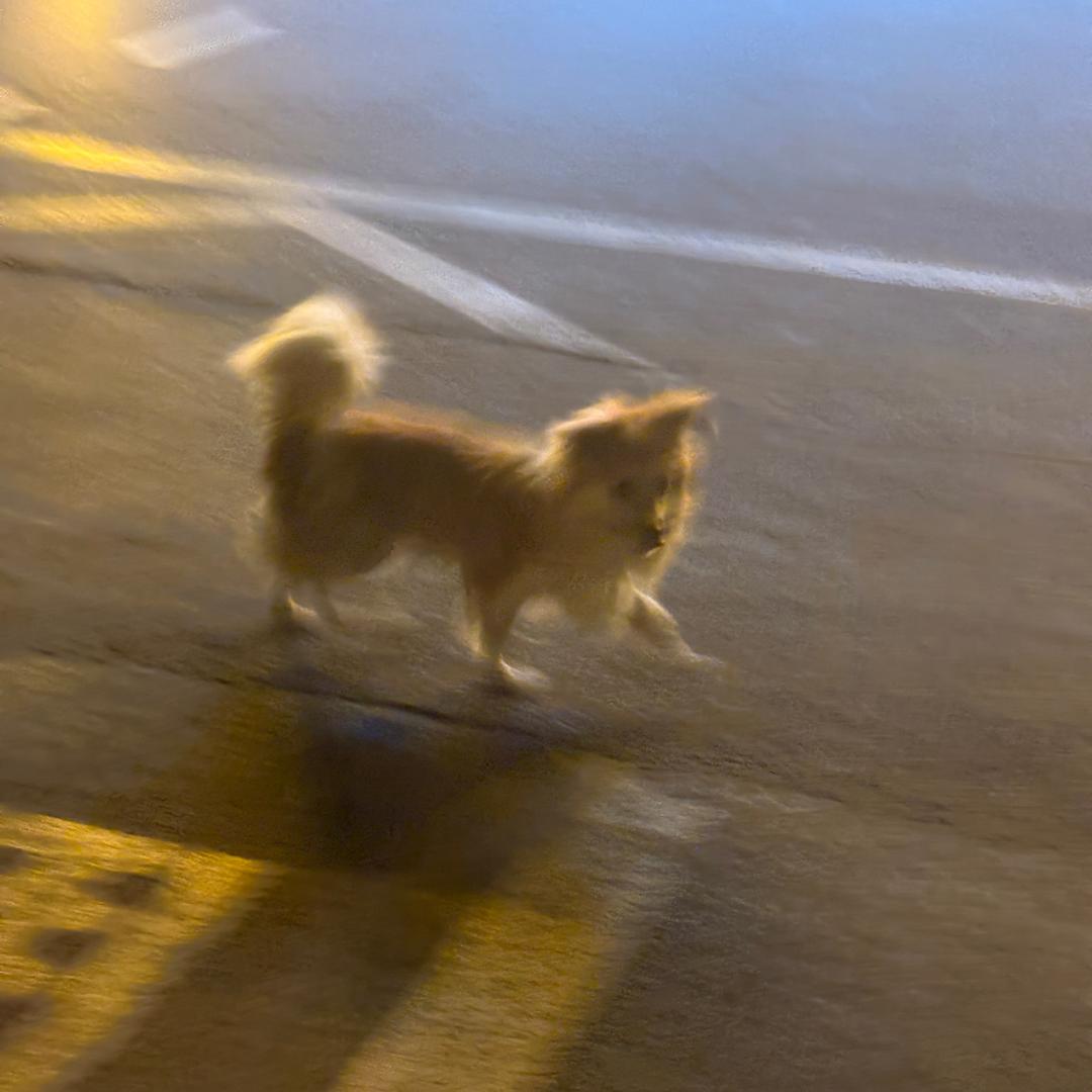 仲夏夜