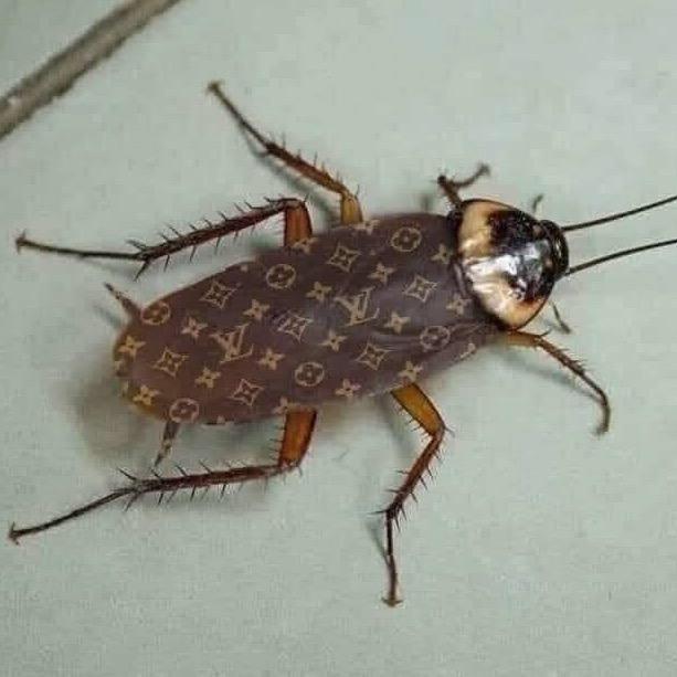 性感迷人七彩绚丽大蟑螂