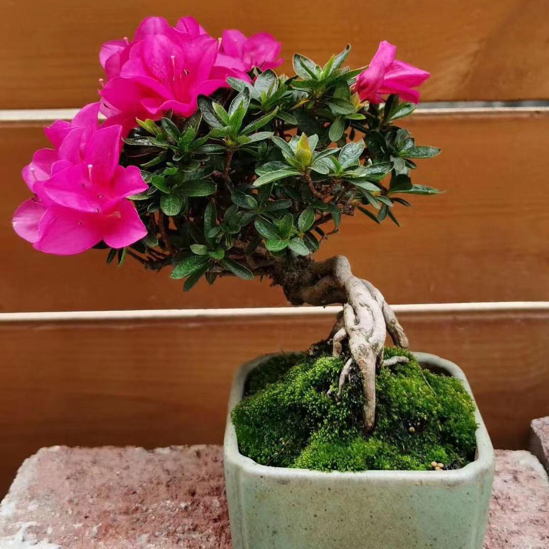 谢家小院