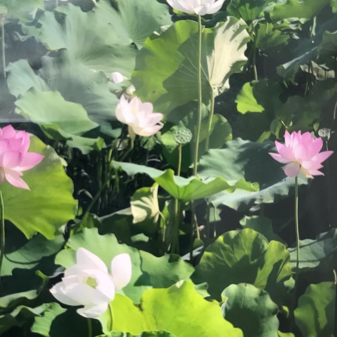 一川烟草
