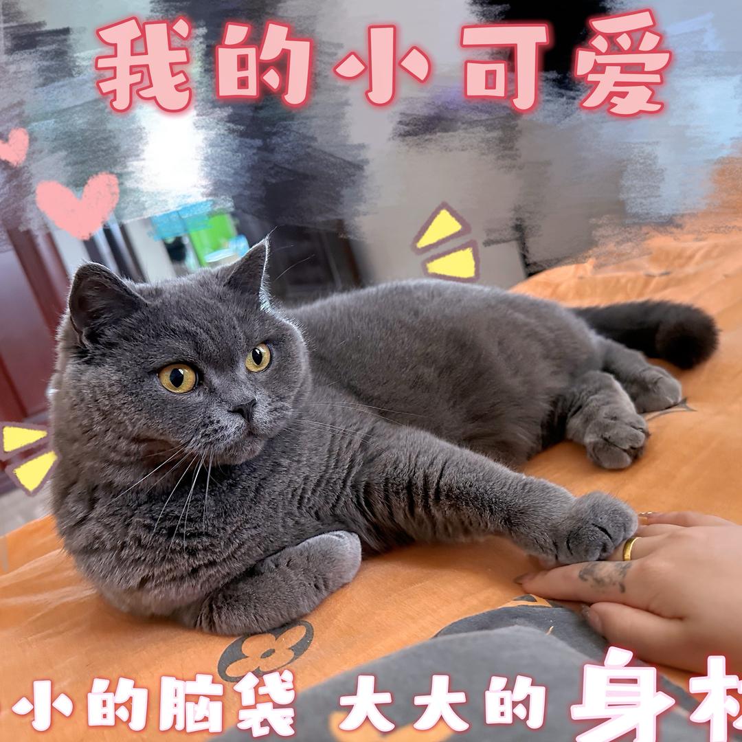 ᥫᩣ.Z☡zᶻ
