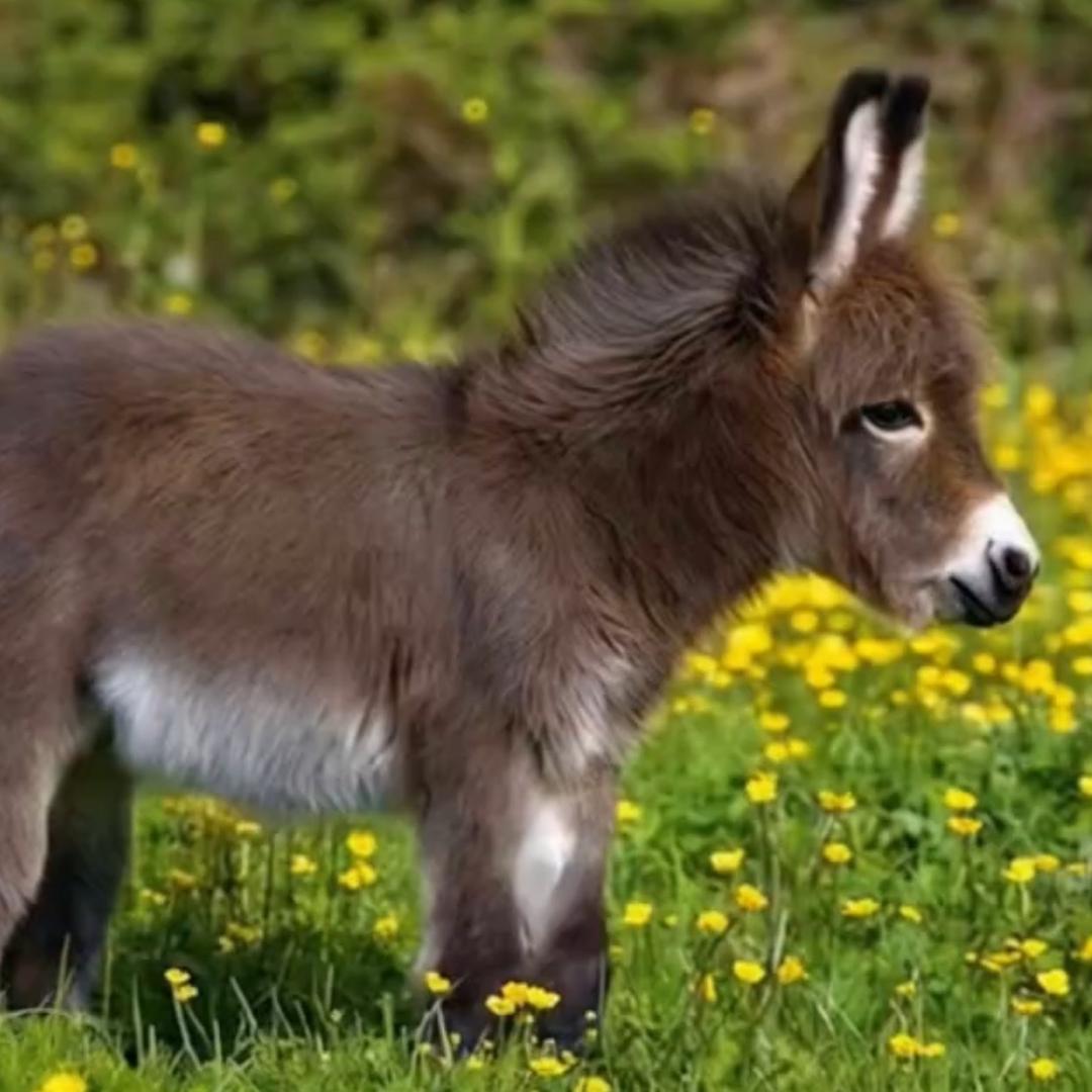 小毛驴