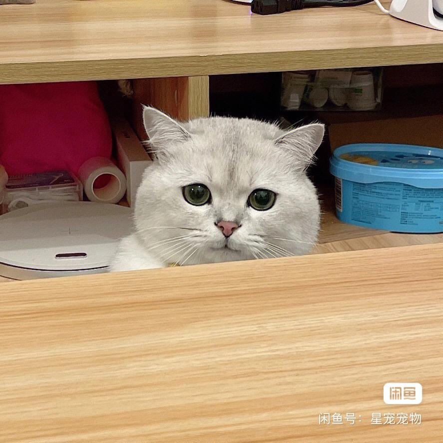 佩奇小宝贝
