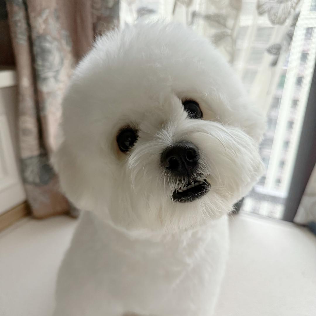 毛绒元宝の奶fufu