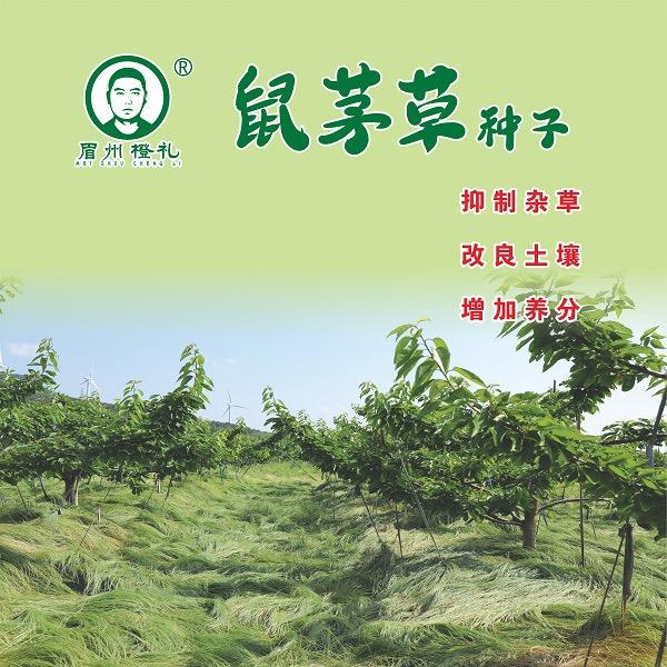 鼠茅草批发零售（眉州橙礼）