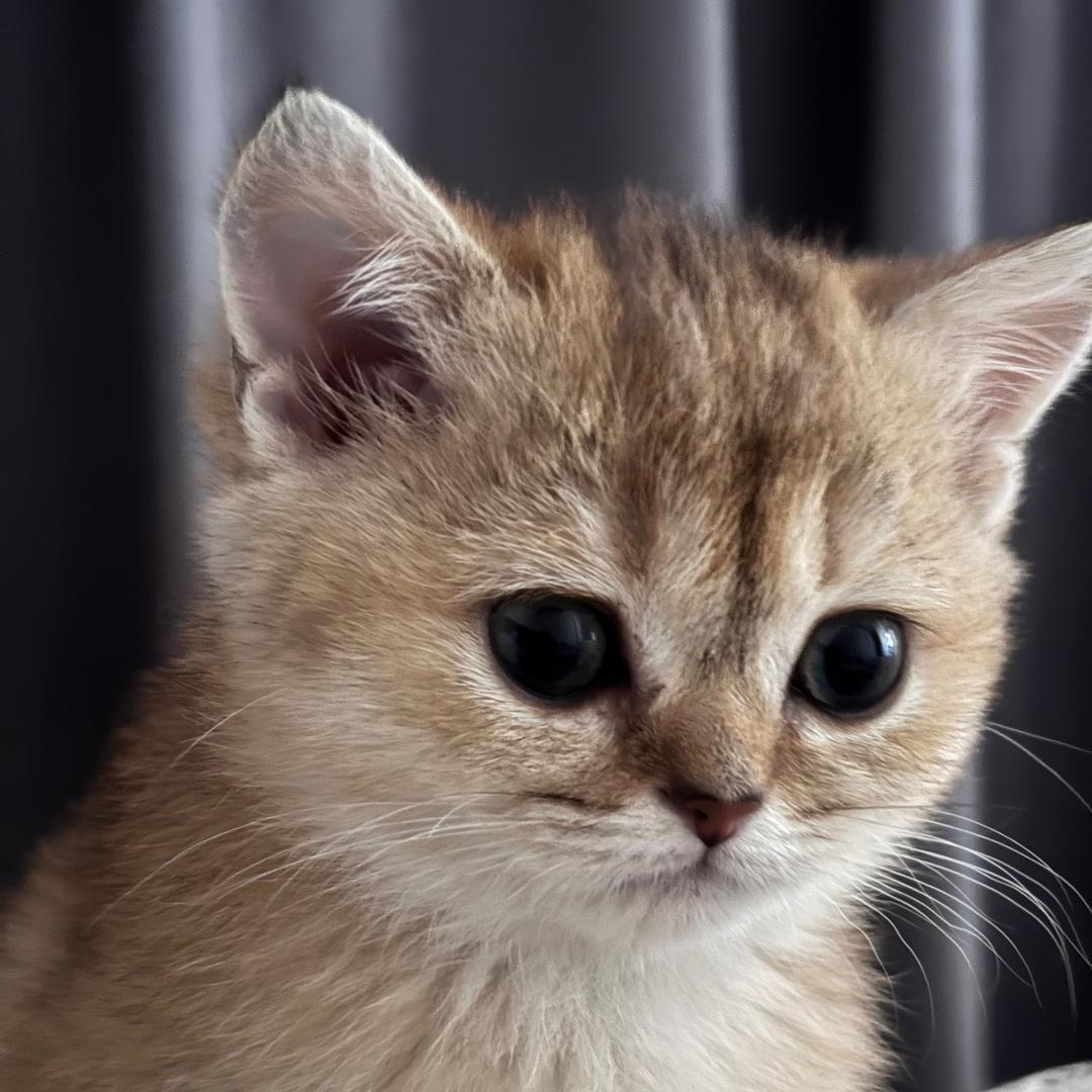 冰葡萄🧜‍♀️