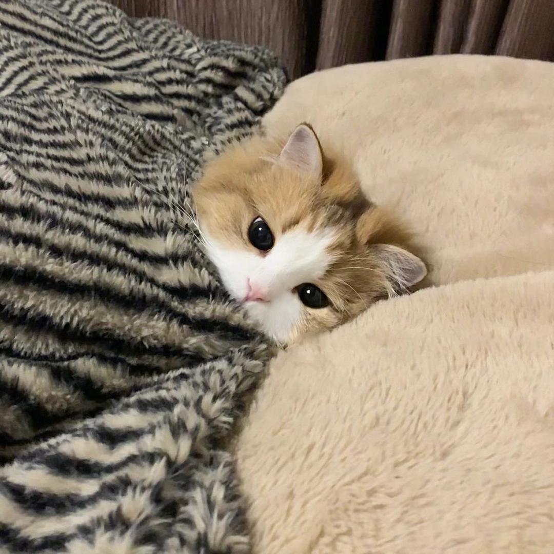 Miiiiiao5