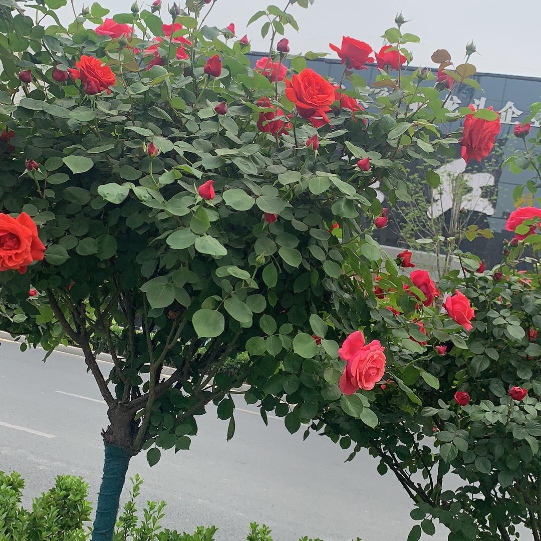 如水年华🌹🌹🌹
