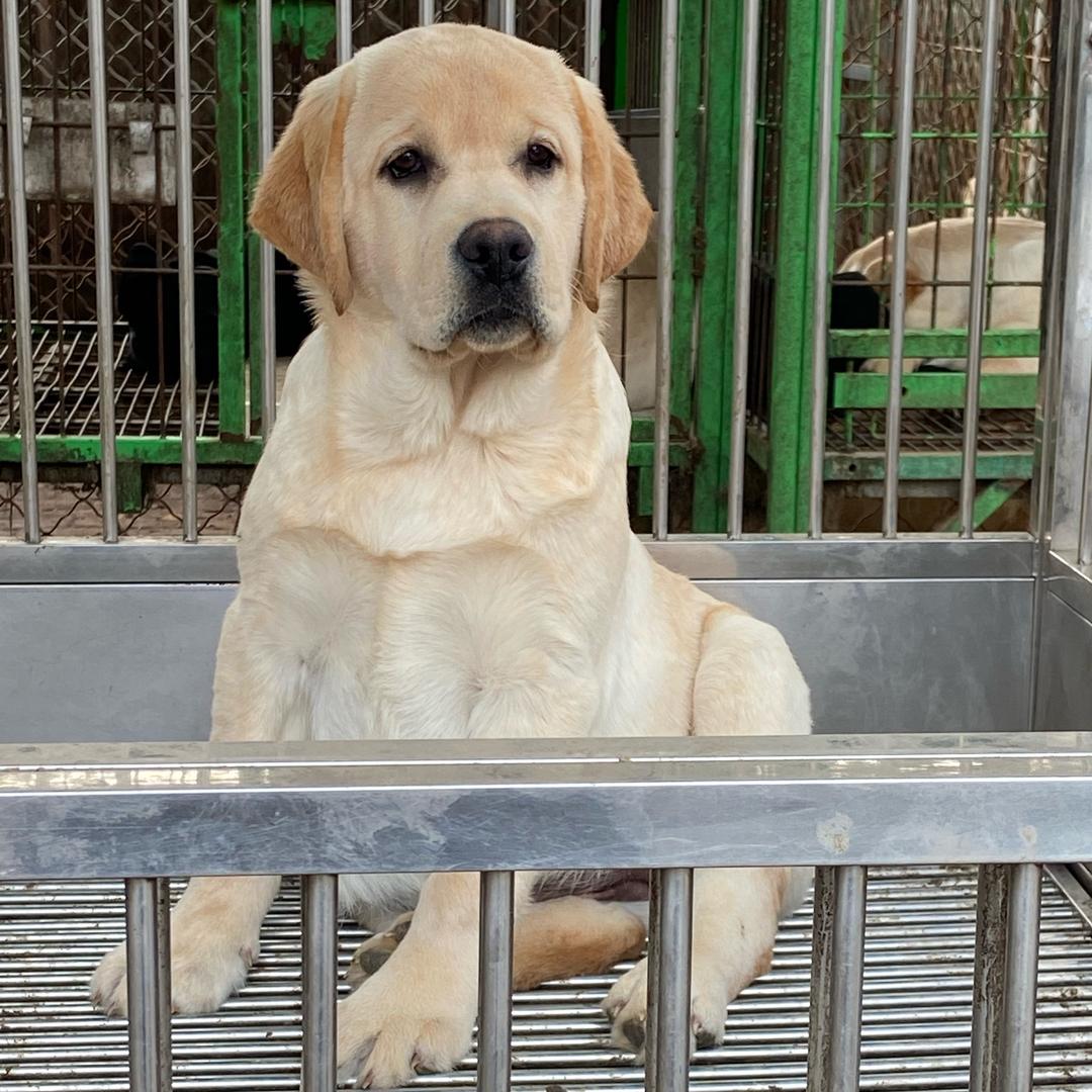 军航纯种拉布拉多小助手