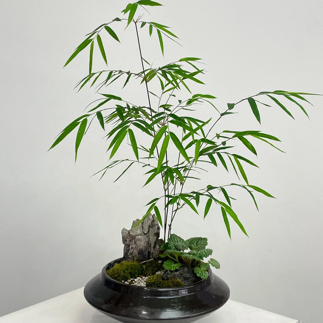阿珍园艺场