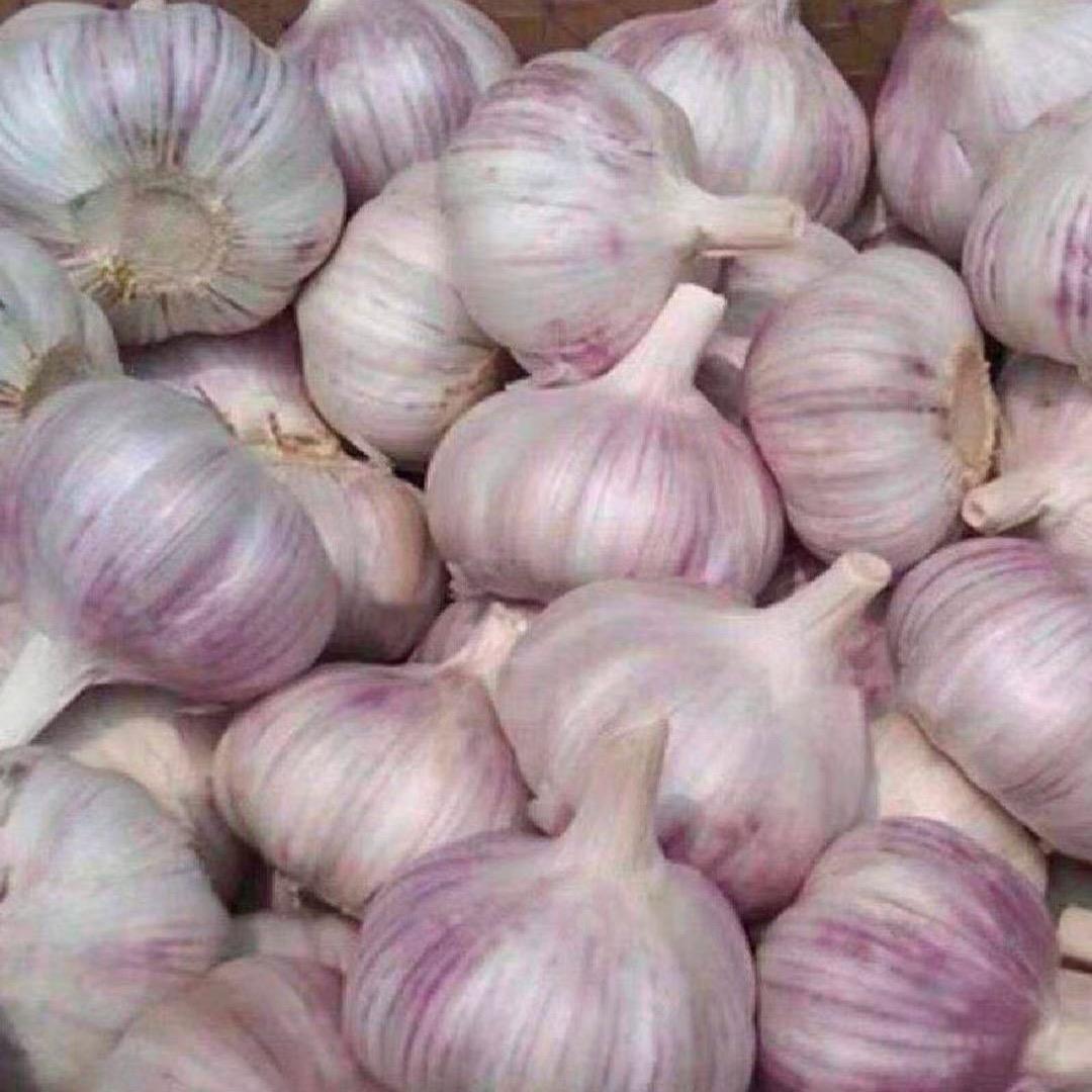 大蒜批发