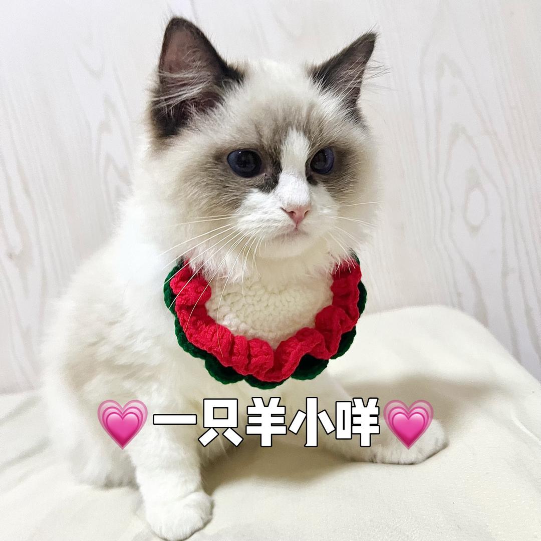 一只羊小咩