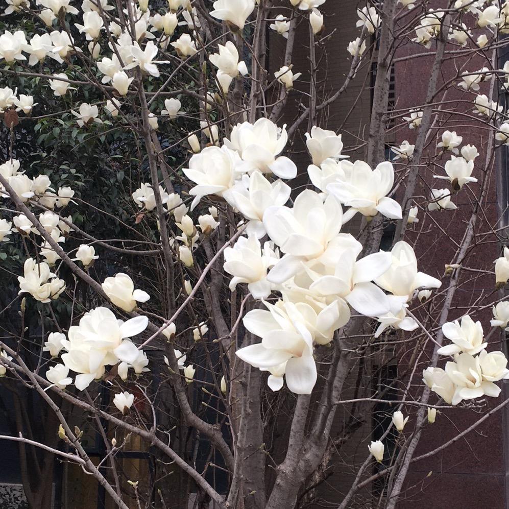 棉花糖sss头像