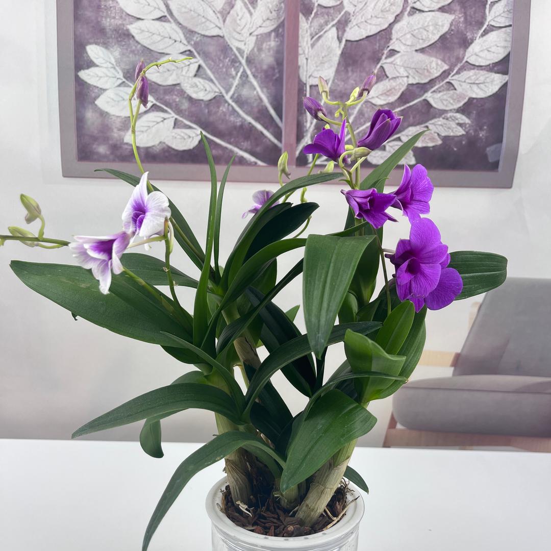 百祥花屋