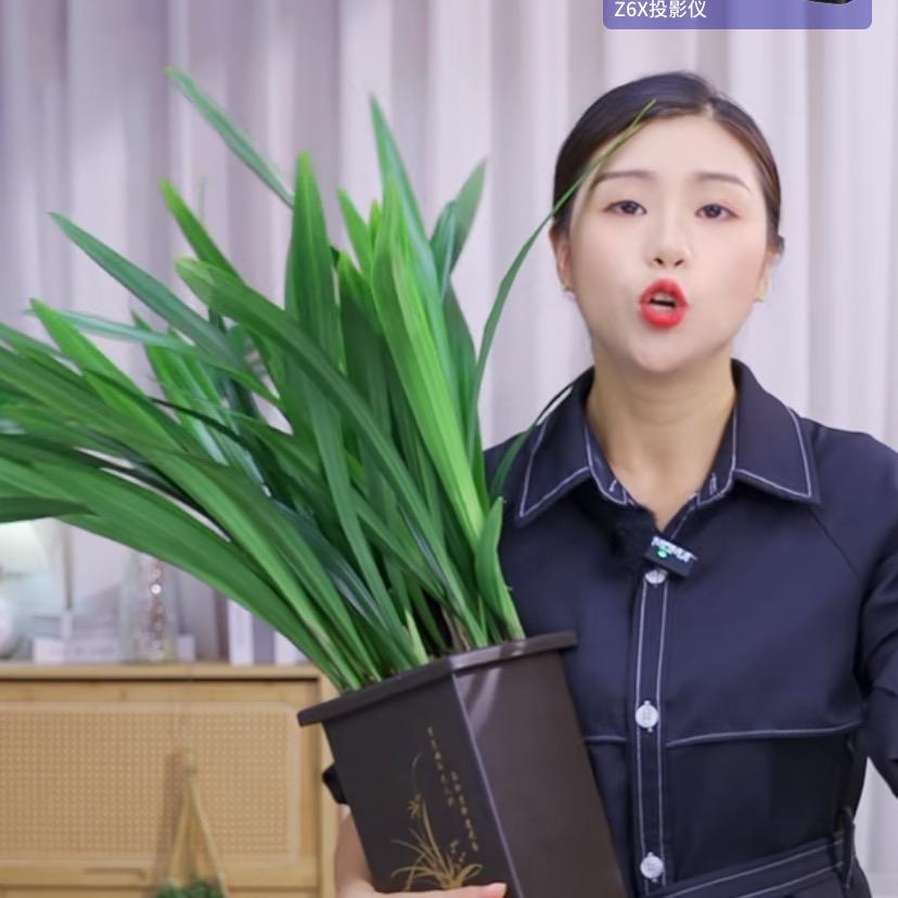 珊珊绿植花卉