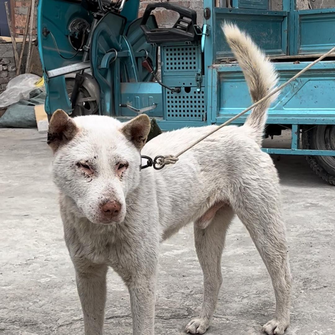 贵州精品猎犬