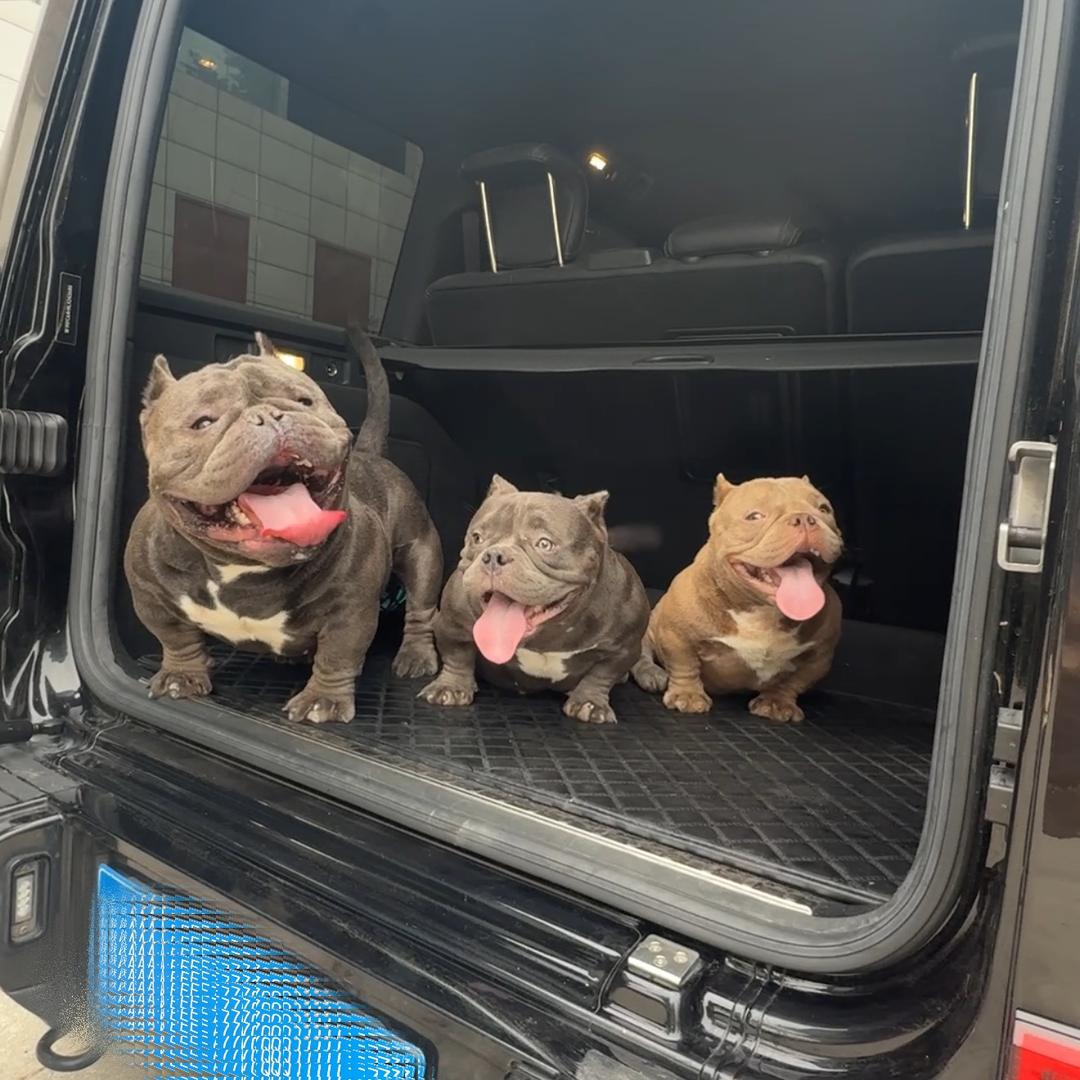 晋M恶霸犬俱乐部