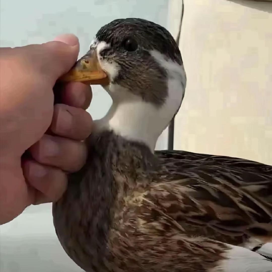 小彭友