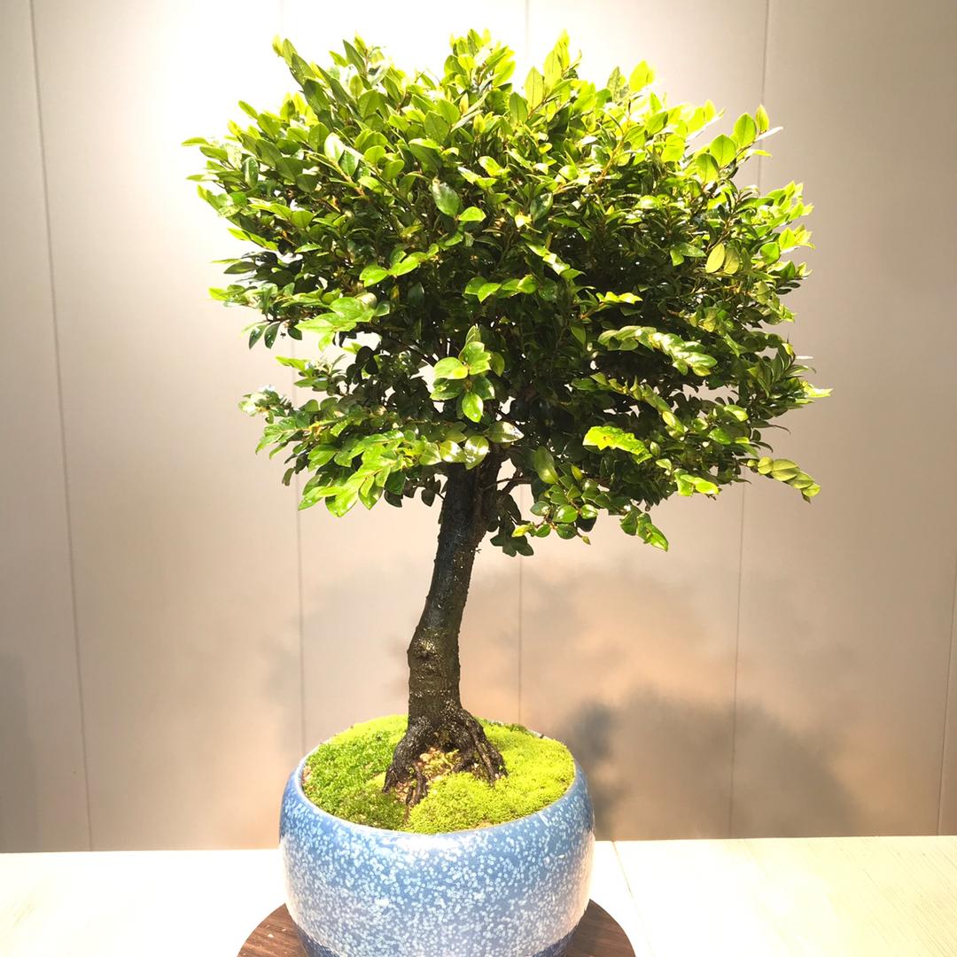 阳江市江城区靓勇花卉店