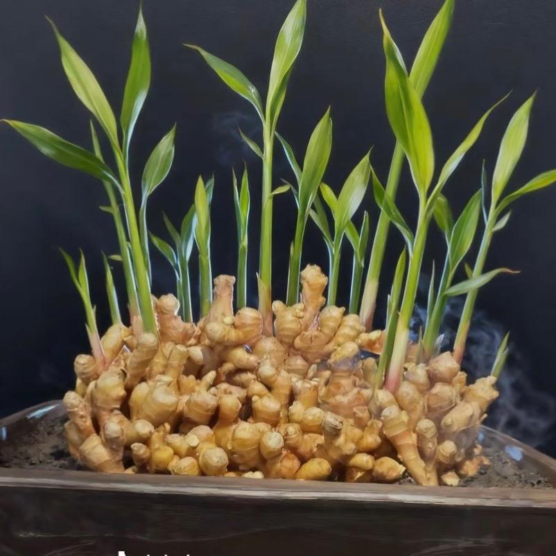 ៚᭄小助理生活日常ॣ࿐ᩚ