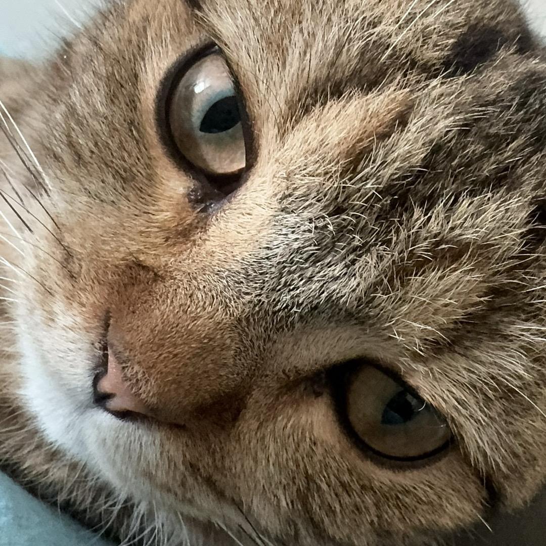 小虎头和它的麻麻酱