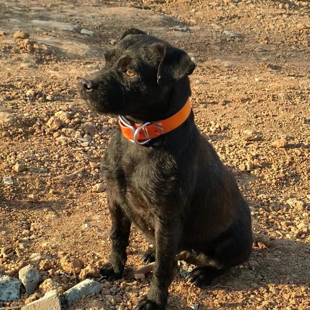 中华田园犬  招财五红犬、五黑犬