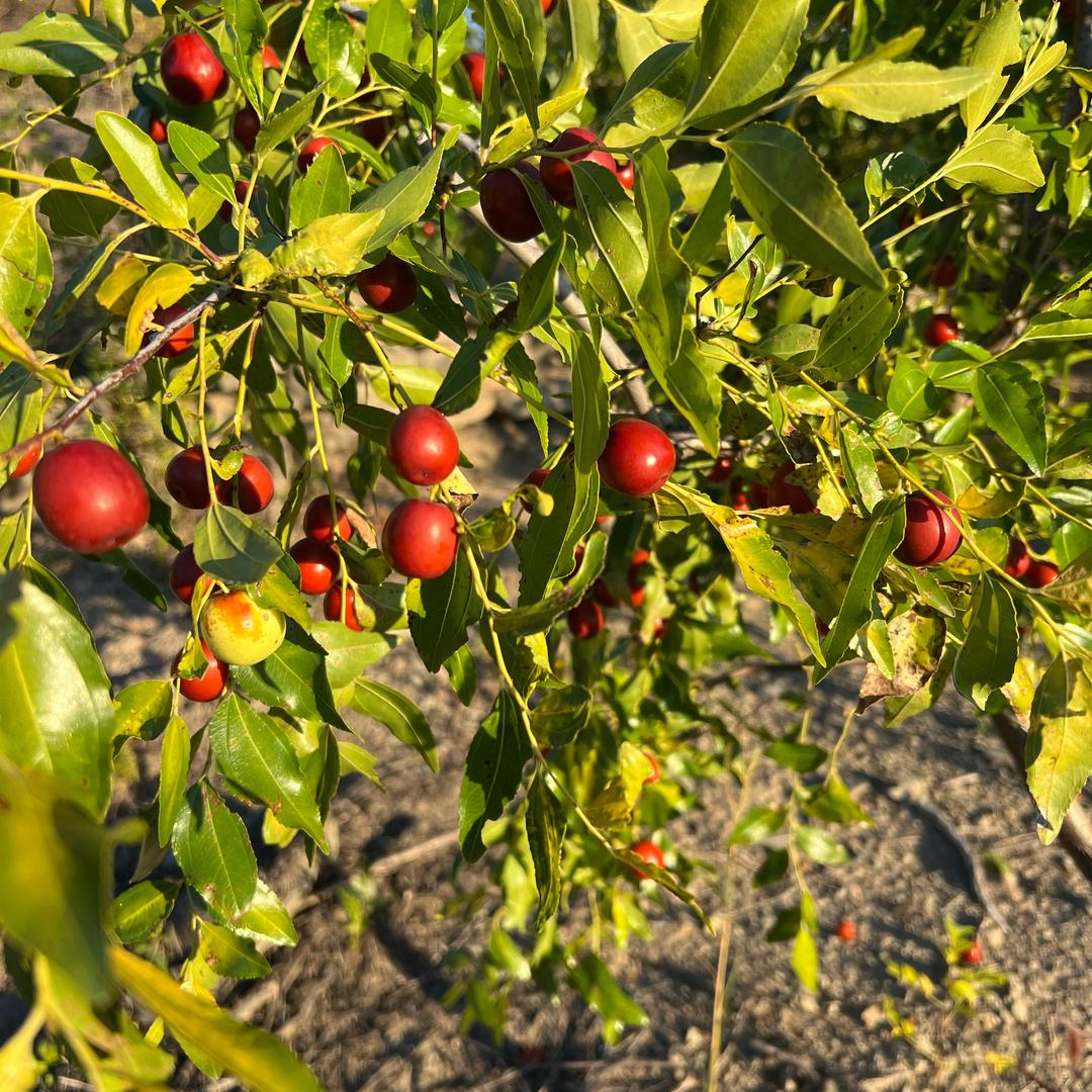 小王野生农产品小铺