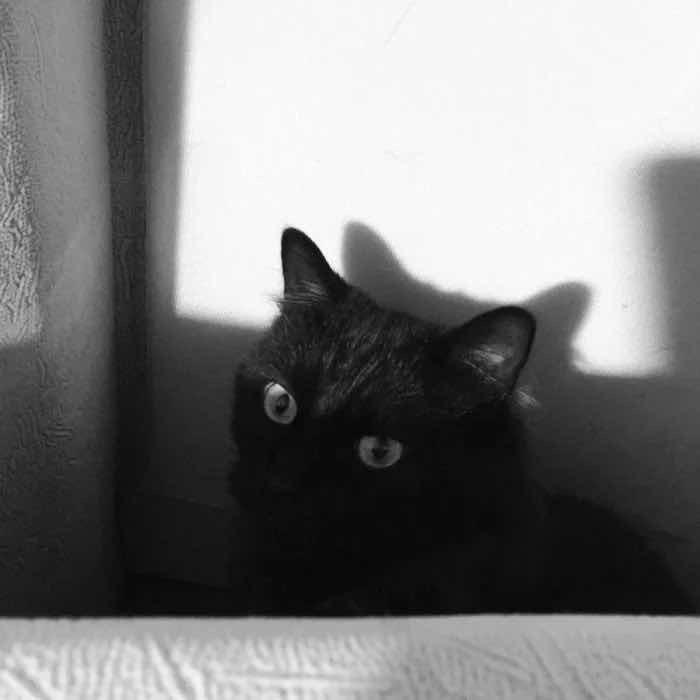 流泪小猫猫