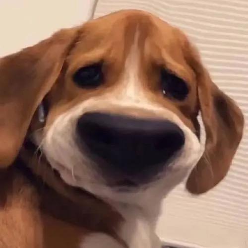 嘿嘿嘿