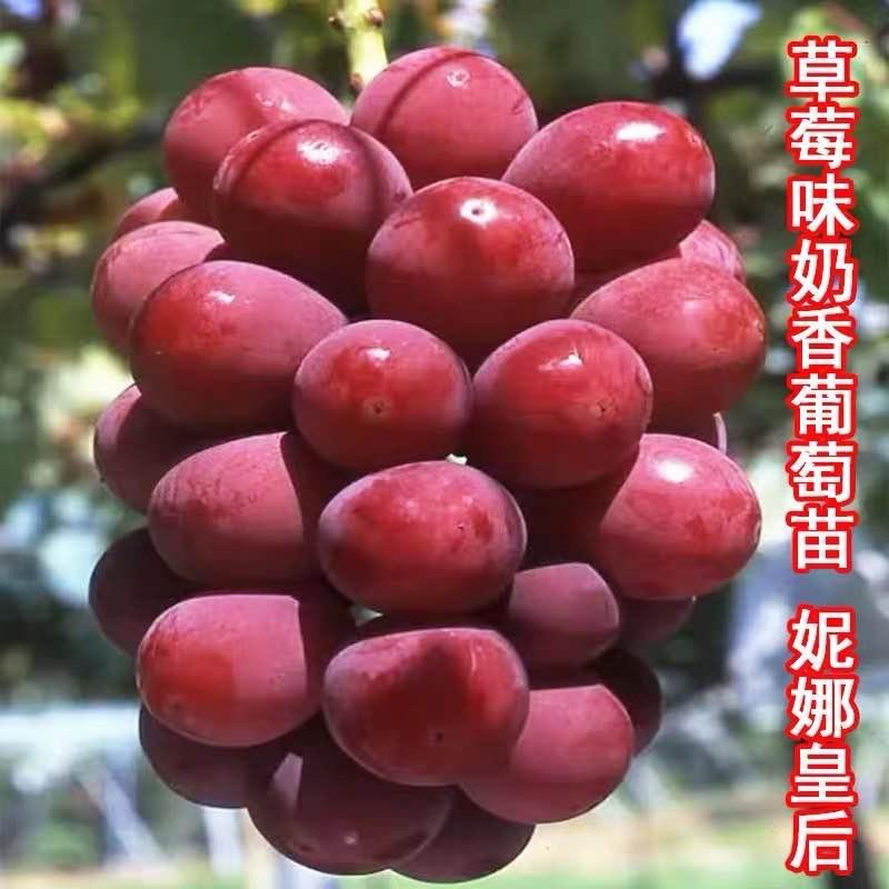 雅点帆源花卉果树苗木专卖店
