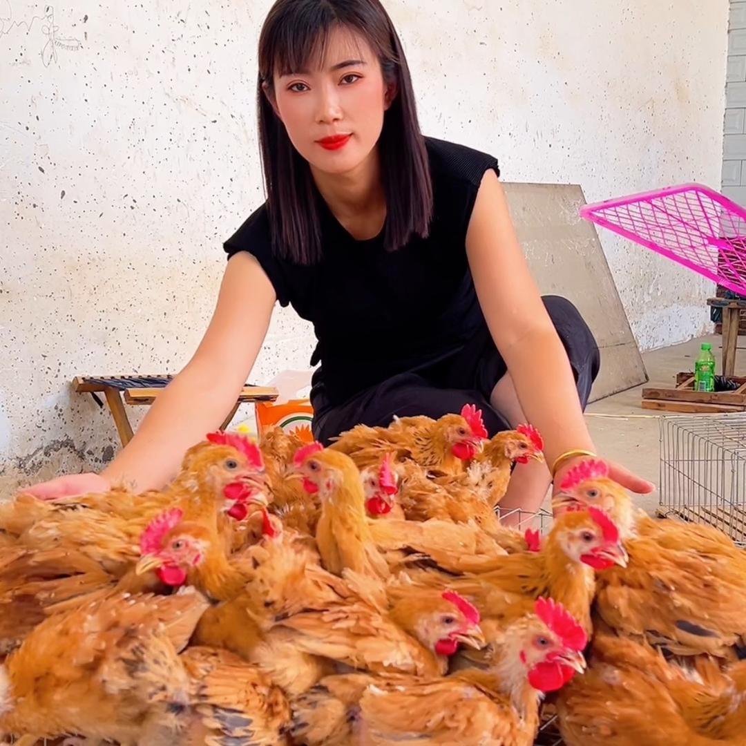 小刘养鸡苗