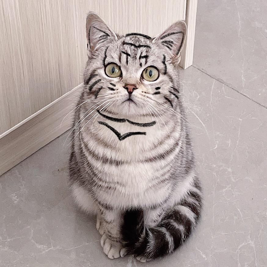 Mangoの猫