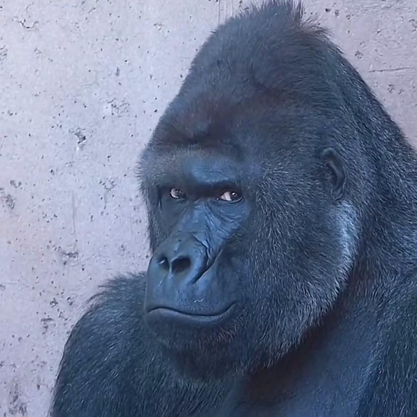 🌸唱歌不耽搁做牛马