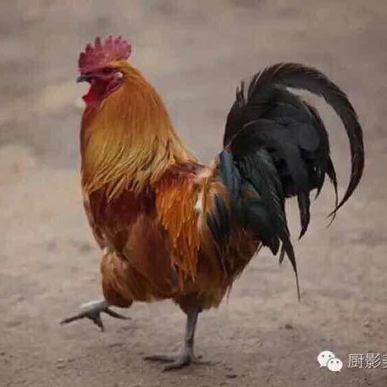 满意本鸡