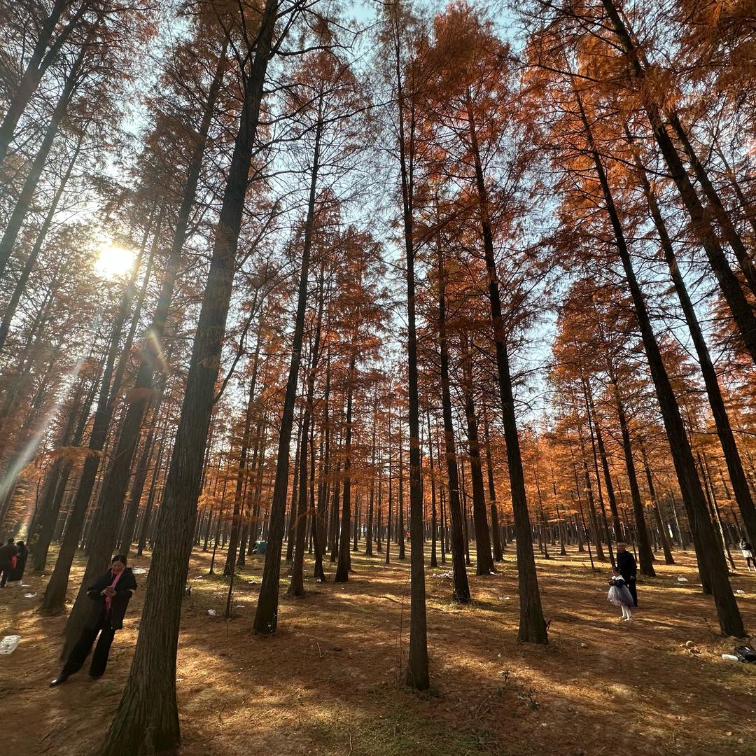 ༜༃呆萌༒小羊༃༜🍅